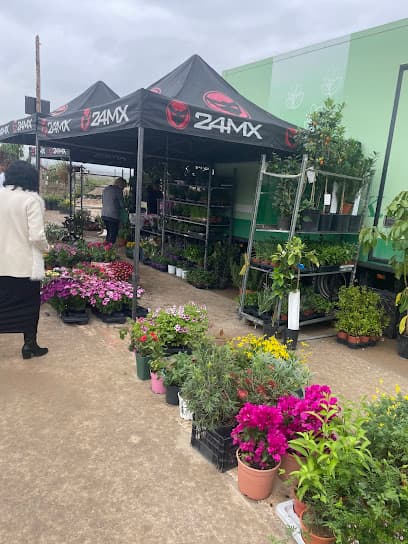 San Juan de los Terreros Street Market